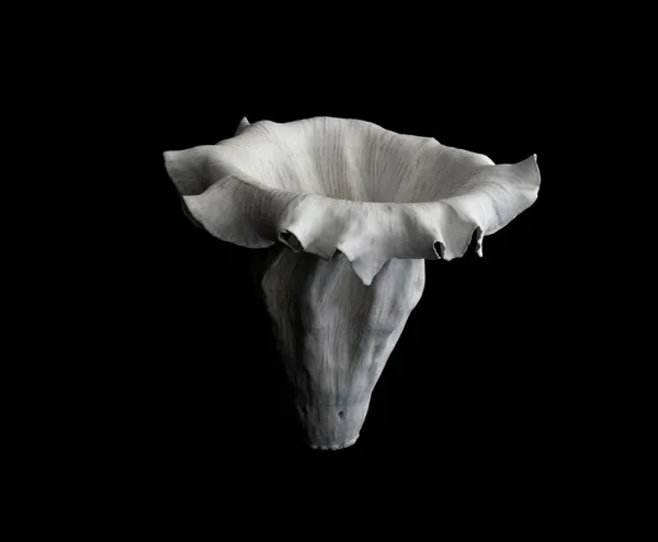Kohl Tyler, White Flower No. 1 (Magnified), 2024