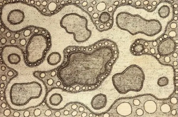 Cynthia Burke, Ngayuku Ngura - My Country, 2022