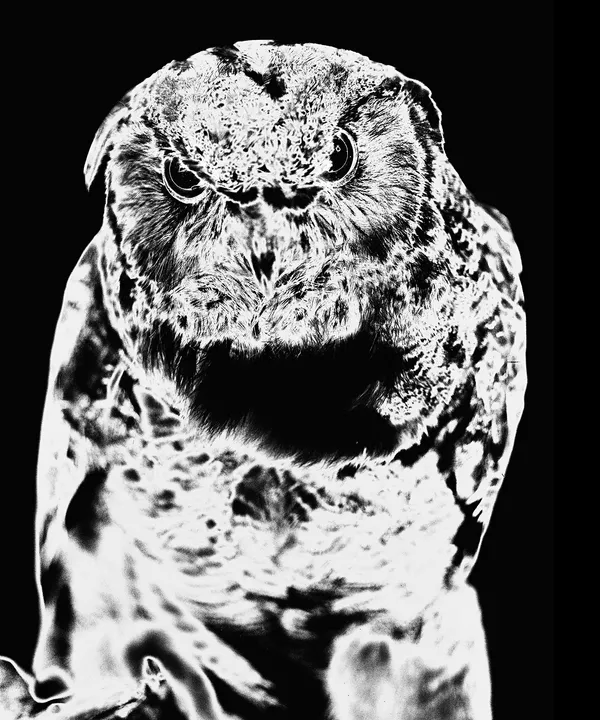 OWL (Solarized)