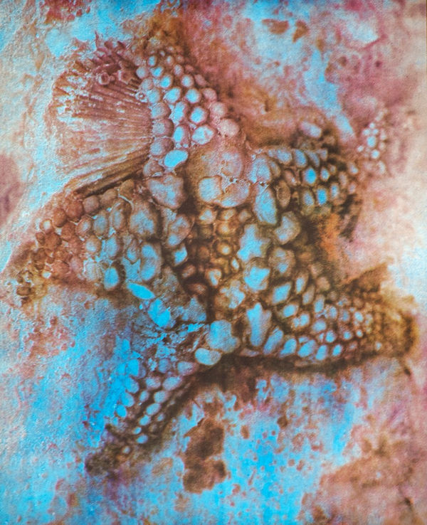 Starfish, Ordovician Period (Anticosti Island)