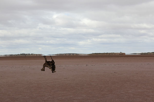 Archana Hande, The Golden Feral Trail Location: Laverton, Western Australia Wangai LandIndian Ocean Trade, 2013-14