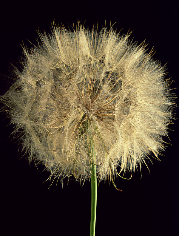Howard Bjornson, Oyster Plant