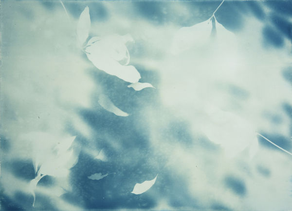 Allison Svoboda, Shadows of Irma I