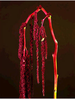 Sara Beugen, Amaranthus I