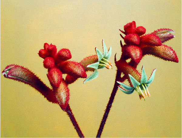 Sara Beugen, Anigozanthos