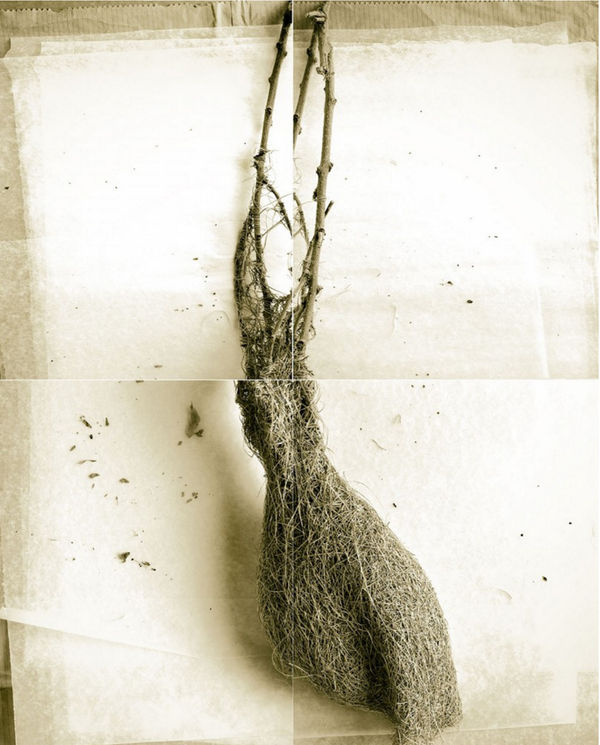 Laurie Rubin, Long Weaver Bird Nest