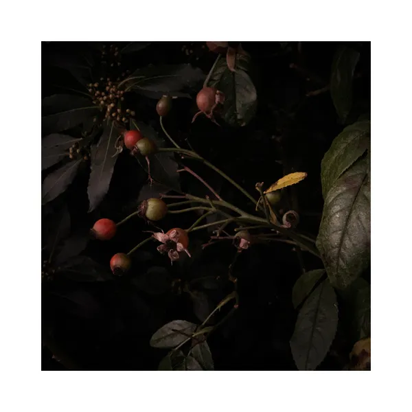 Suzy Flood, December Rosehips by Night