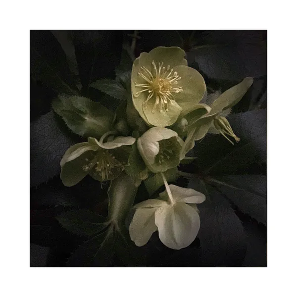 Suzy Flood, January Hellebores by Night