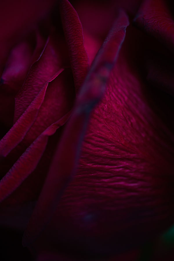 Mariano Vivanco, Red Rose 001, London, 2015