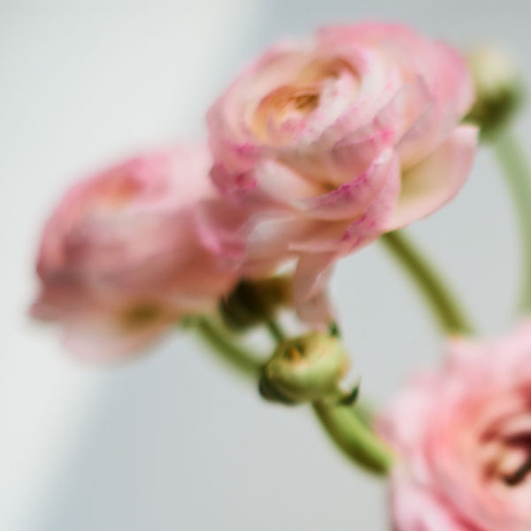Mariano Vivanco, Peonies Two 021, London, 2015