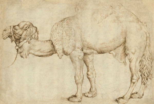 NETHERLANDISH SCHOOL Study of a Dromedary, after Gentile Bellini (?), mid 16th century