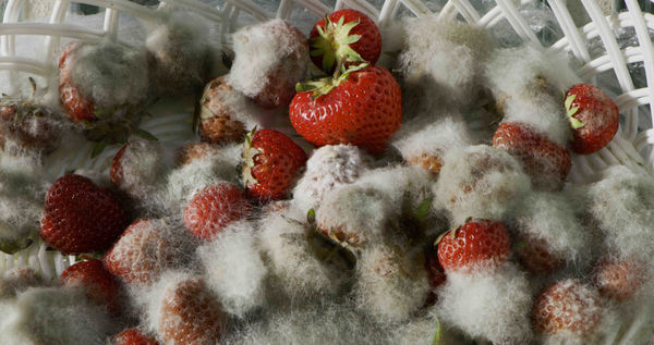 Hedda Schattanik & Roman Szczensy Strawberries (Film Still), 2018 Edition of 3 + 2AP inkjet print on slickrock metallic silver paper 260 gsm / 12 mil 42 x 59.4 cm