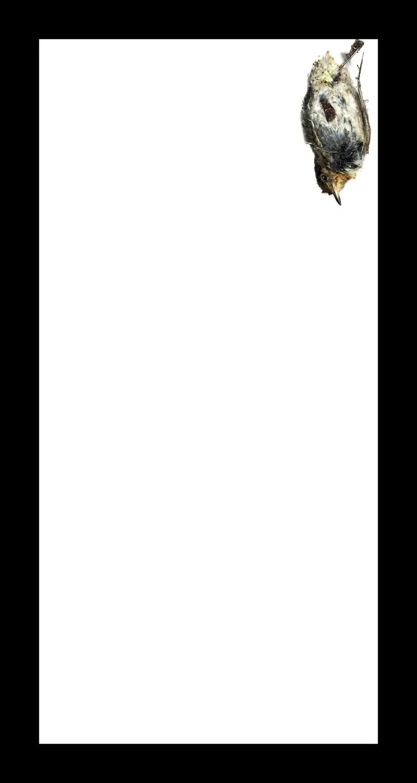 Thaddeus Holownia, Swainson's Thrush, 2017