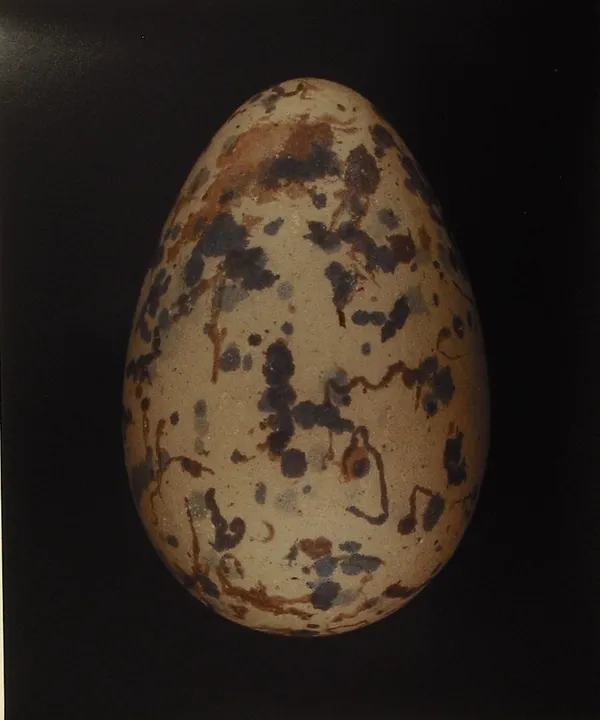 Thaddeus Holownia, Great Blackbacked Gull (larus marinus), 2001