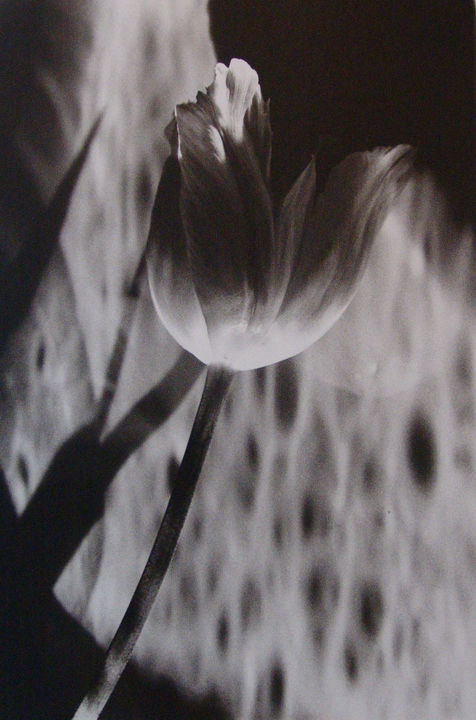 Carol Marino, Dappled Tulip, 2003-2006
