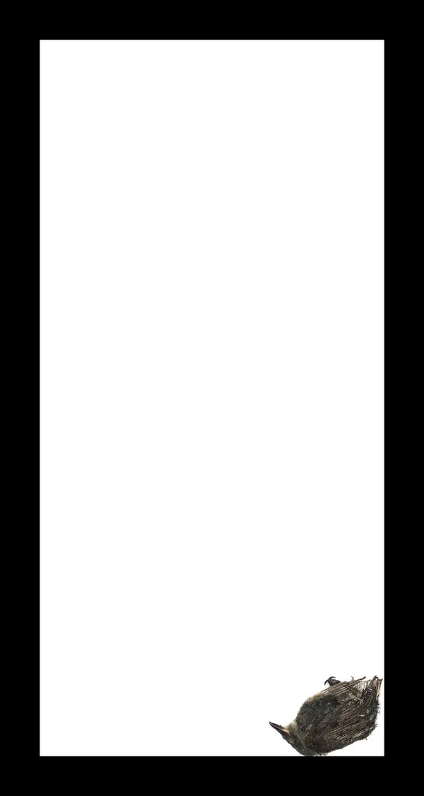 Thaddeus Holownia, Eastern Wood Peewee, 2017