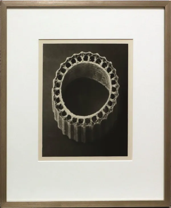 Karl Blossfeldt, Equisetum Hiemale (no.4), 1928