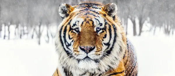 David Yarrow, The Siberian II