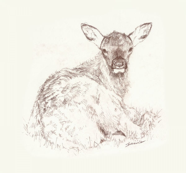 John Banovich - Young Elk