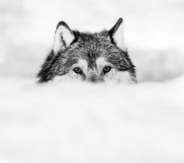 David Yarrow, Encroachment