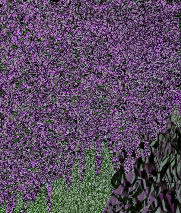 Kaethe Kauffman, Wisteria Purple , 2024