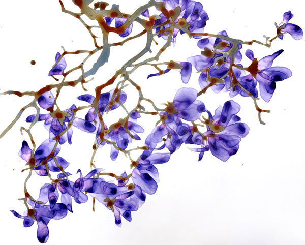 Jackie Battenfield, Pale Azure