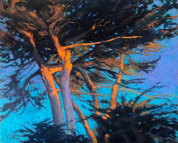 Terri Ford, Sunlit Cypress, 2022
