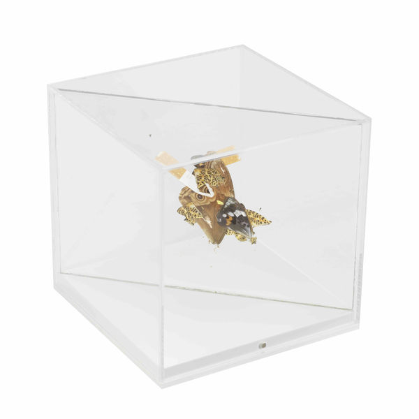 Mat Collishaw, Untitled, 2017