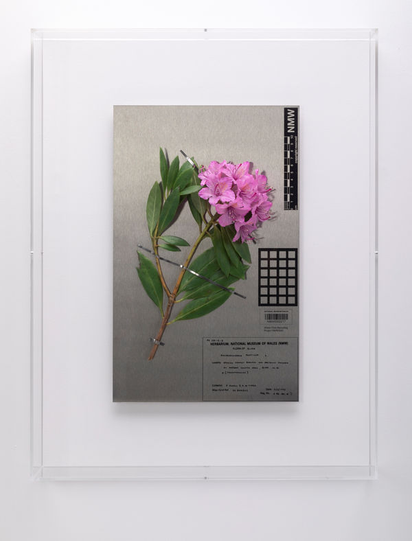 Annette Marie Townsend, Aliens 1992, 2021