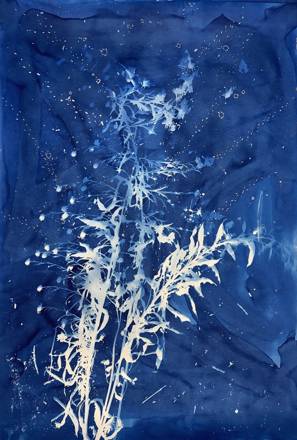 Christine Nguyen, Stars, Constellations, Sunflowers 2023-1, 2023