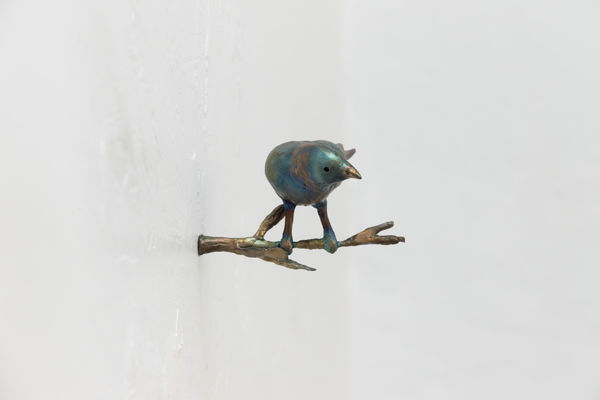 Leeroy Chapman, Gouldian Finch