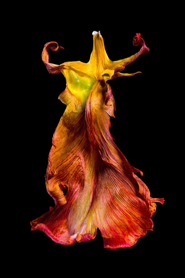 Rob Munday, Entropy's Dance [Quinta], 2022