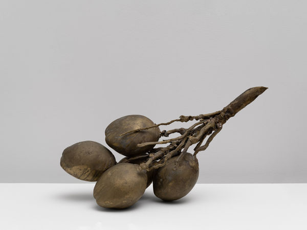 Untitled - (Cocos nucifera L.)