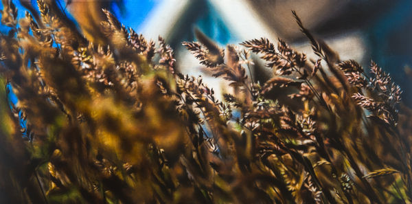 Damian Loeb, The Mean Reds, 2008