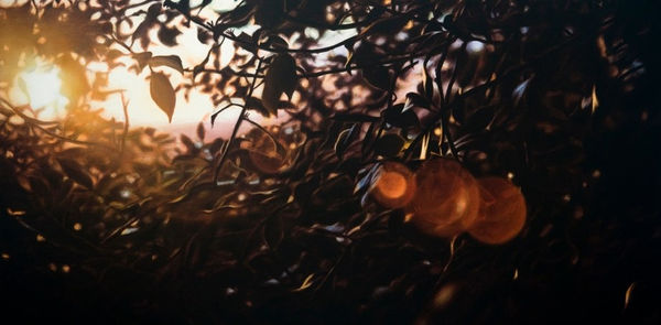 Damian Loeb, Hypnogogia, 2008