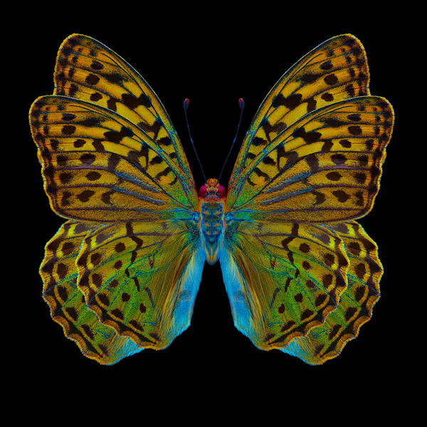Butterfly 3