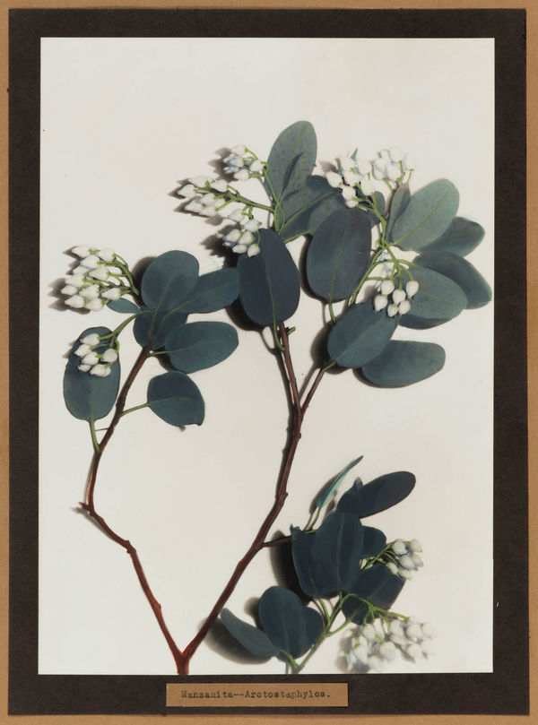 Lena Scott Harris, Manzanita, c. 1920s-30s