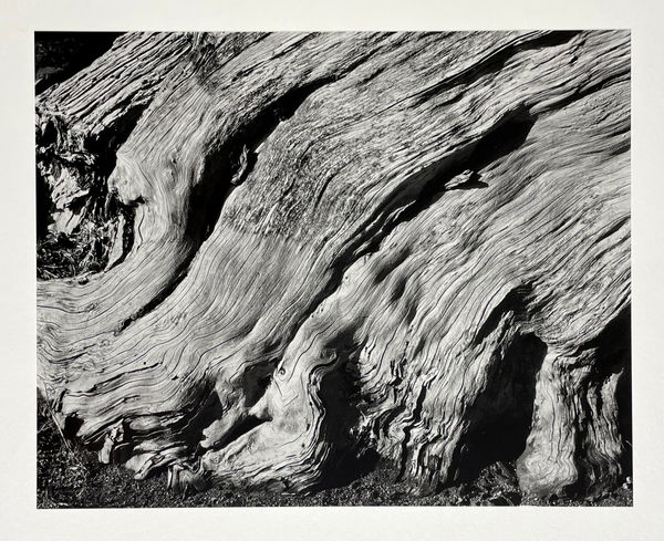 Edward Weston, Cypress, Point Lobos, 1929