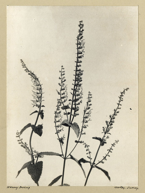 Henry Irving, Wood Sage, c. 1900-10