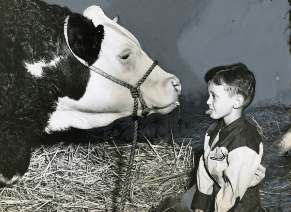 [Cow Palace], Large Collection of Photos Showing the Grand National Livestock Expositions in Daly City, CA, 1950s