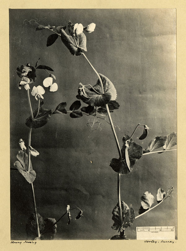 Henry Irving, Edible Pea, c. 1900-10