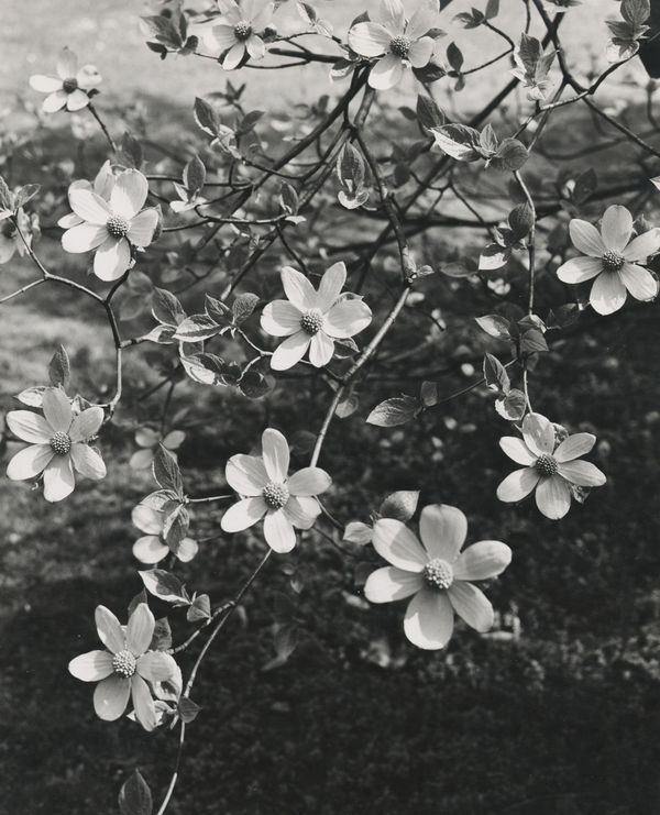 Walt P. Dyke, Pacific Dogwood, c. 1950