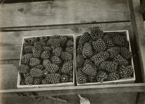 Unknown, Loganberries, 1910s