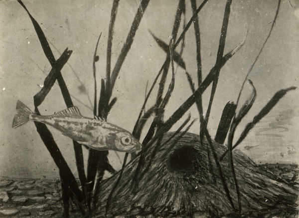 Harold Bastin, Photomontage of the Three Spined Stickleback and its Nest, c. 1915