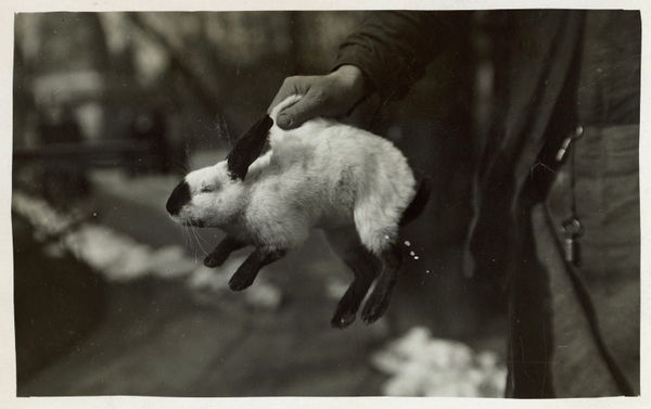 Henry Hill, Photos Demonstrating "Some Ways For Strange Animals", 1909