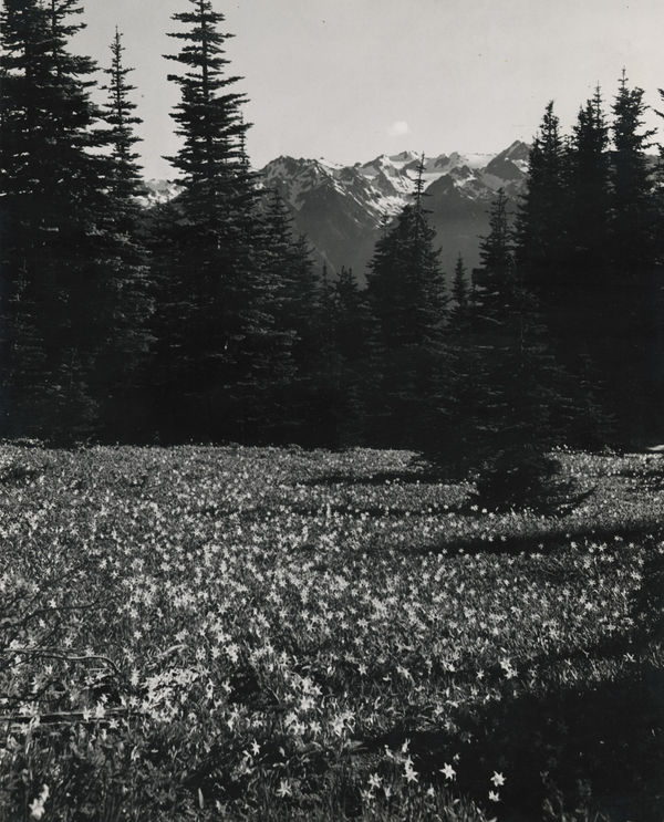 Walt P. Dyke, Field of Avalanche Lilies, c. 1950