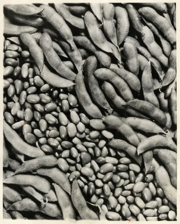 Unknown, Still Life of the "Wonder-Bean", 1943