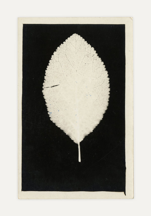 Anonymous, Photogram of a Leaf, c. 1920