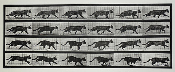 Eadweard Muybridge, Plate 718: Cat in Motion, 1887