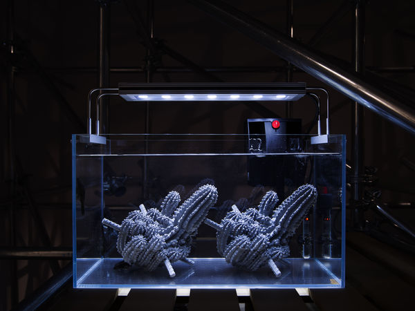 ZHANG Ruyi 张如怡 Submerged Landscape-1 浸泡景观–1, 2019 Air conditioner condenser, aquarium, concrete, Suckermouth catfish, heater, filter, light, wood pallet 鱼缸、混凝土、清道夫、加热棒、过滤器、灯、木托板 43 × 63 × 33 cm, 80 × 90 × 55 cm（with wood pallet 含木托板）